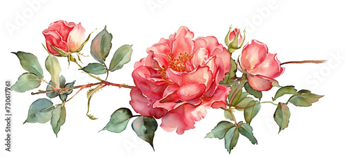 a rose watercolor