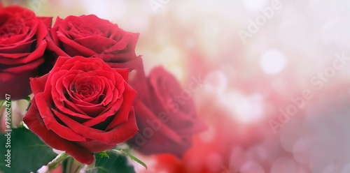 Roses with blurred background and copy space 