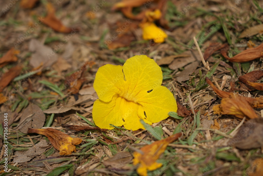 tabebuia chrysantha tabebuia chrysantha