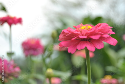 Pink paper flowers bloom in the garden