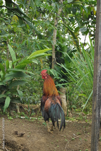 a rooster in the garden