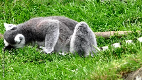 ring-tailed lemur eating green grass