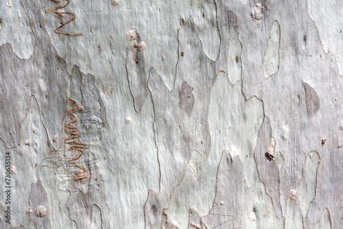 A close-up of the textured grey bark of a Eucalyptus tree in Australia