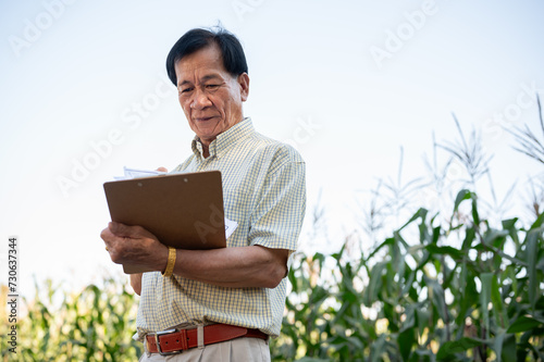 A senior farmer or corn farm owner working in a corn field, inspecting the quality of corn corps.