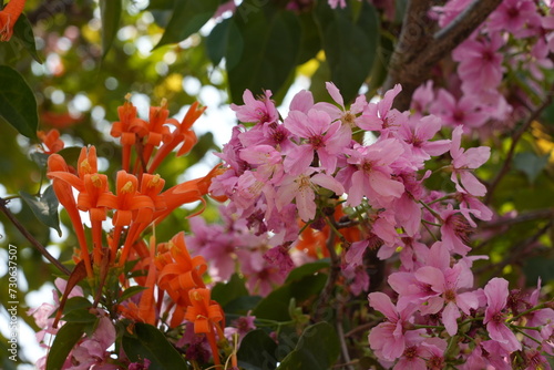 Cherry and Pyrostegia venusta flowers photo