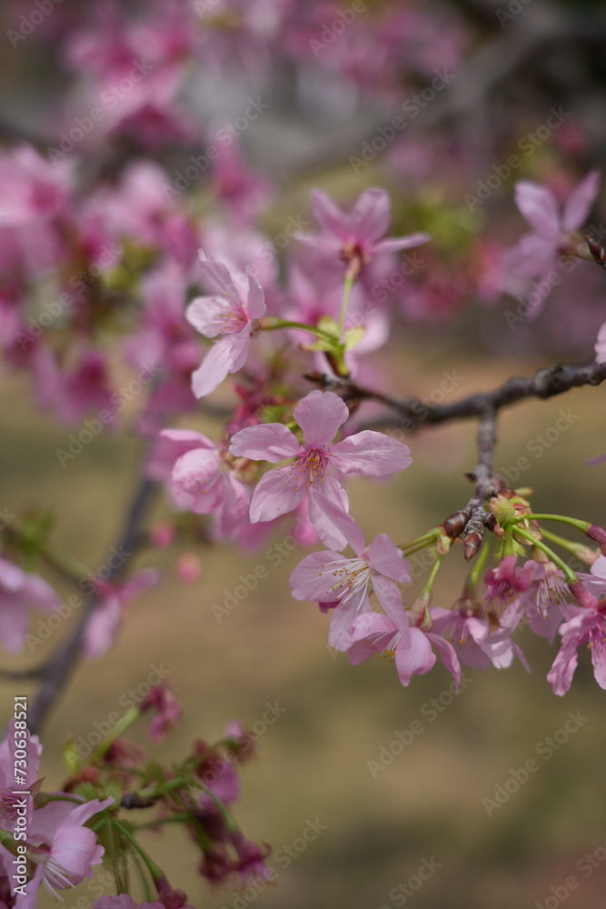 pink cherry blossom in spring