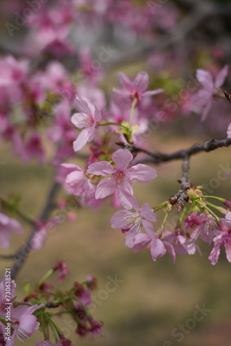 pink cherry blossom in spring