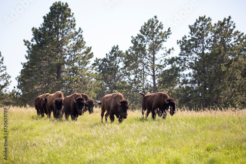 Wild bisons on the prairie near Wildlife Loop Road in Custer State Park, Custer, South Dakota 
