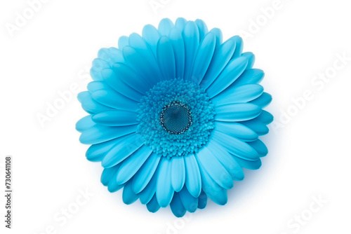bud of gerbera blue color flower, top view, petals in circle, isolated on light background photo