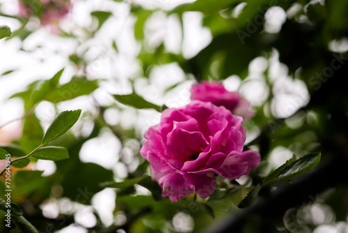 ピンク色の薔薇 © SHIMAshima