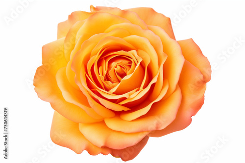rose flower orange color bud, top view, close-up, isolated on white background