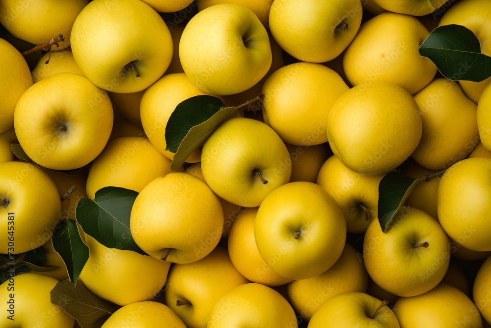 apples yellow fresh ripe, many, in bulk, close-up background, leaves