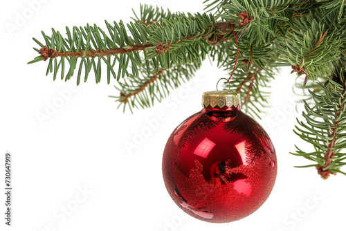 red christmas glass ball hanging from pine or fir branch, isolated on white background