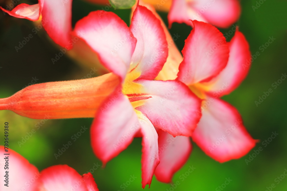 Fototapeta premium beautiful pink color adenium obesum or desert rose in full bloom in the garden in summer season