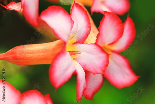 beautiful pink color adenium obesum or desert rose in full bloom in the garden in summer season