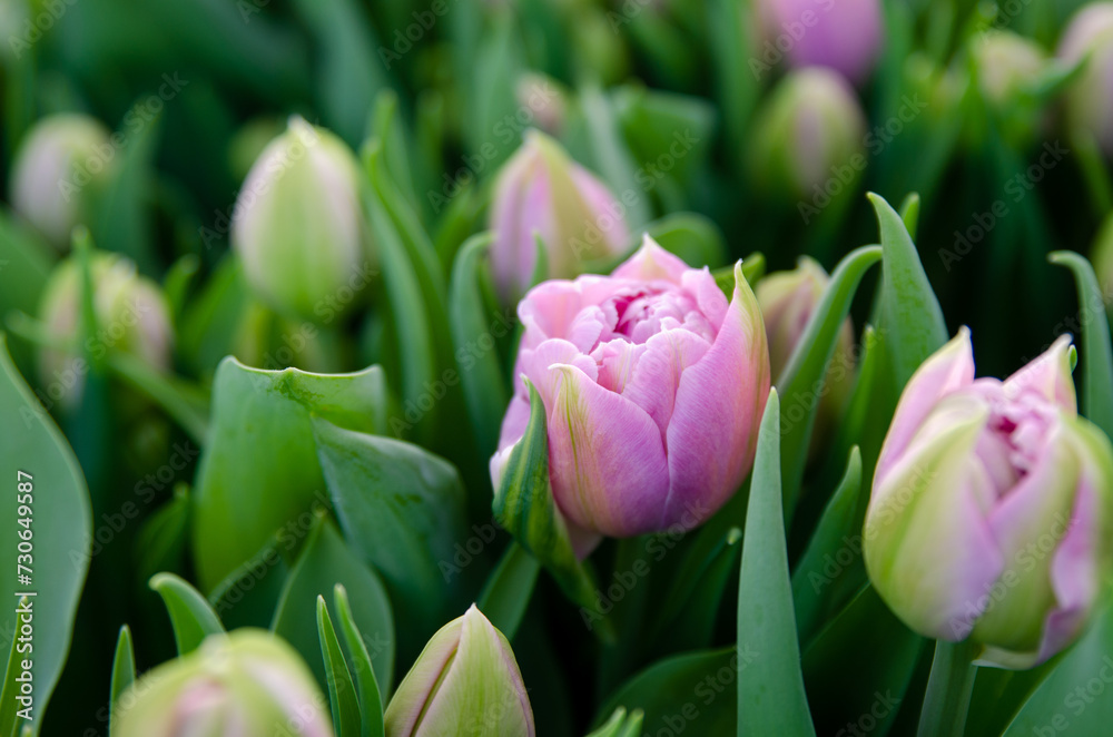 Obraz premium Tulips for sale from the manufacturer. Lilac peony tulips, growing on hydroponics. Greenhouse tulips. Preparation for Valentine's Day, March 8. Spring flowers. Close-up. Background