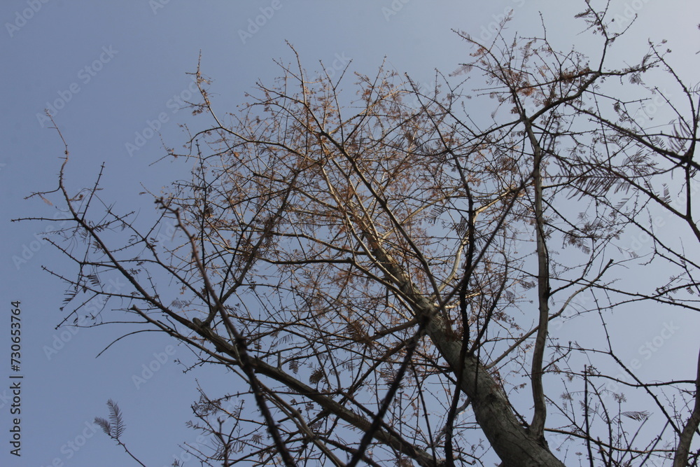 Nature Beautiful Tree Branches Isolated in the sky Nature Beautiful Tree Branches Isolated in the sky