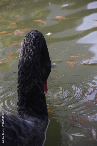 Beautiful dark black swan swimming in the lake water
