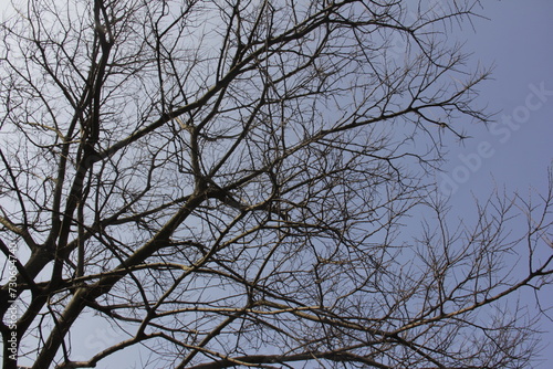 Nature Beautiful Tree Branches Isolated in the sky