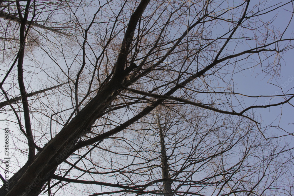Nature Beautiful Tree Branches Isolated in the sky Nature Beautiful Tree Branches Isolated in the sky