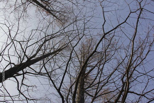 Nature Beautiful Tree Branches Isolated in the sky