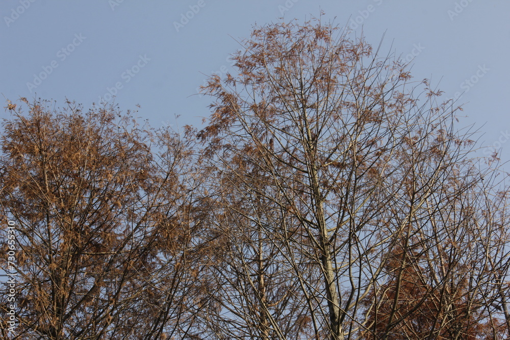 Fototapeta premium Nature Beautiful Tree Branches Isolated in the sky