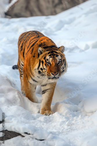 Closeup Adult Tiger in cold time. Tiger snow in wild winter nature