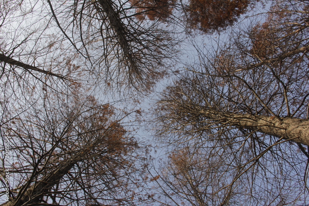 Nature Beautiful Tree Branches Isolated in the sky Nature Beautiful Tree Branches Isolated in the sky