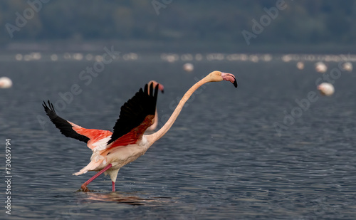 Greater flamingo`s flock in national park in Greece