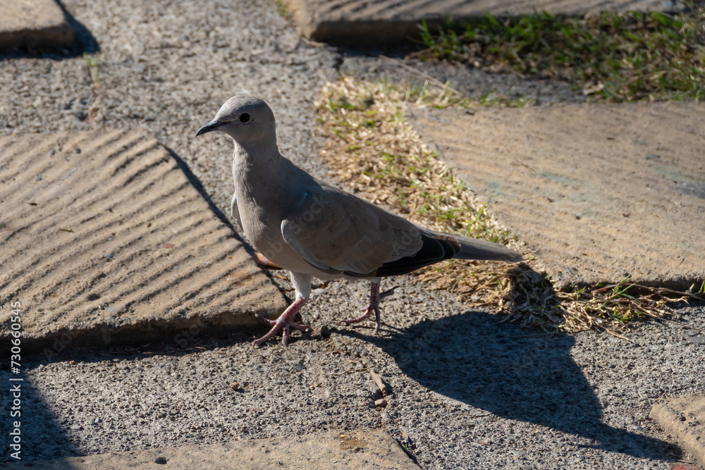 Obraz premium Turkish dove pigeon bird of the species 