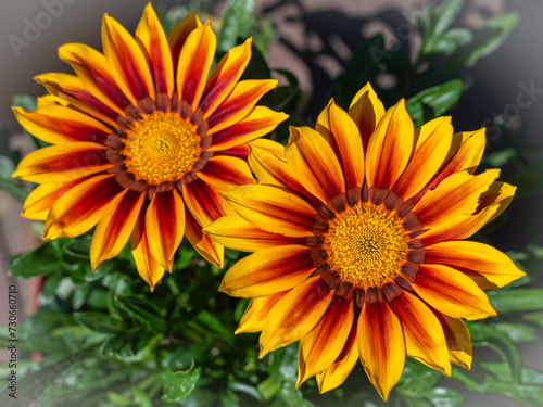 Closeup photo of beautiful orange flowers of Gazania rigens