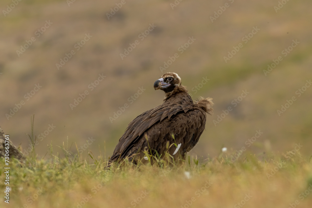 Cinereous vulture sitting on feeding station Cinereous vulture sitting on feeding station