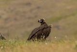 Cinereous vulture sitting on feeding station