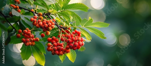 Latin name Sorbus aucuparia refers to a branch of mountain ash with fresh foliage.
