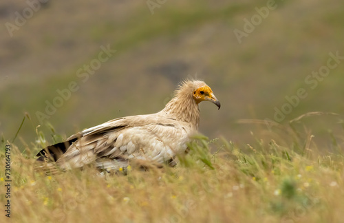 Egyptian vulture in natural habitat in Bulgaria