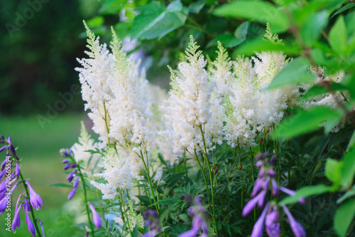 white astilbe blooming in summer. Beautiful garden view with flowers