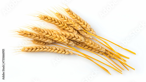 Fresh Wheat Ears Isolated on White Background, Ideal for Food and Farming Concepts. Top View, Organic.