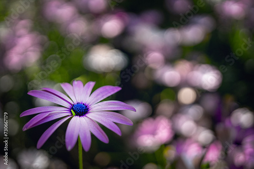 Summer field of Purple Daisies