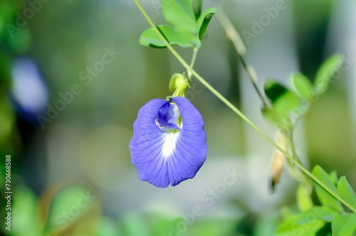 butterfly pea , blue pea flower or Clitoria ternatea L