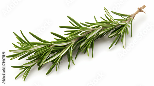 A single branch of fragrant rosemary delicately placed against white background, showcasing its herbal beauty and culinary potential.