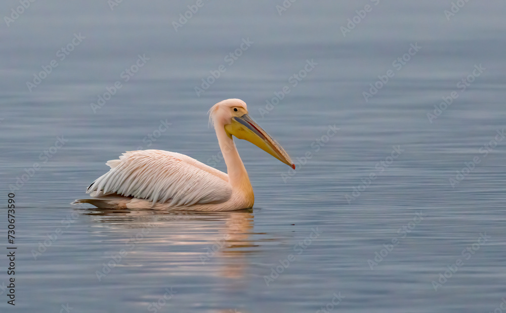 White Pelican in Kerkini Lake, Greece White Pelican in Kerkini Lake, Greece