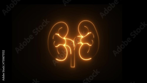 This renal system symbol is a neon kidney. The kidney was divided into the right and left halves. photo