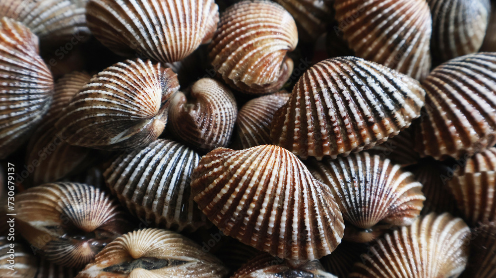 Fresh cockles shells perfect for seafood background or wallpaper