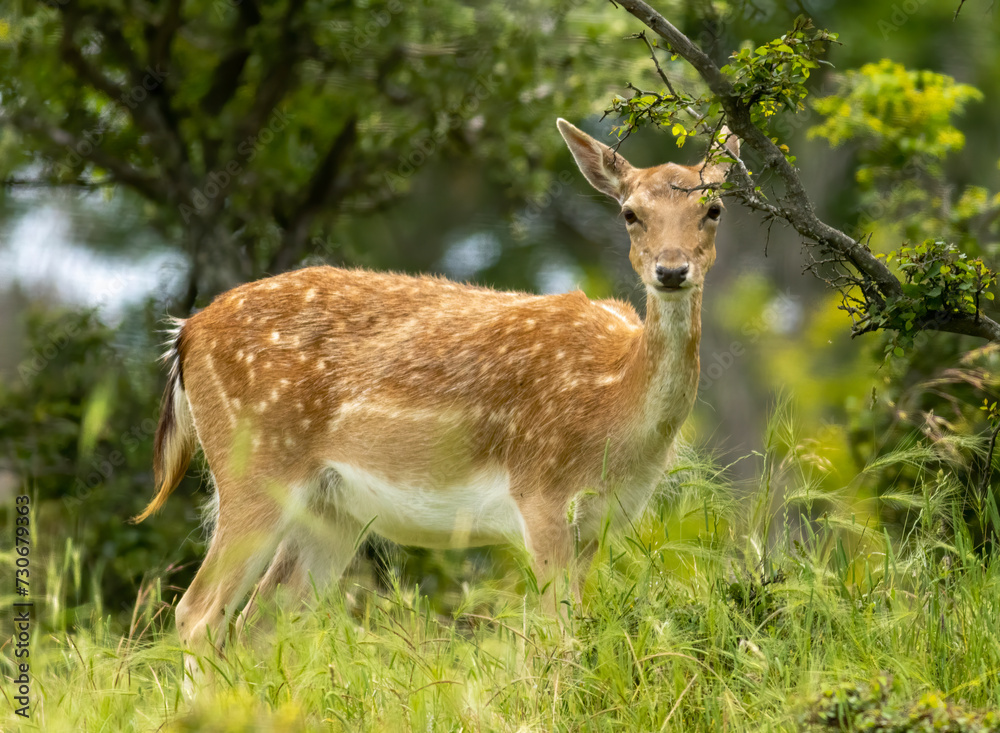 Female European fallow deer (Dama dama) walking