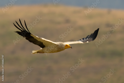Canvas Print Egyptian vulture in natural habitat in Bulgaria