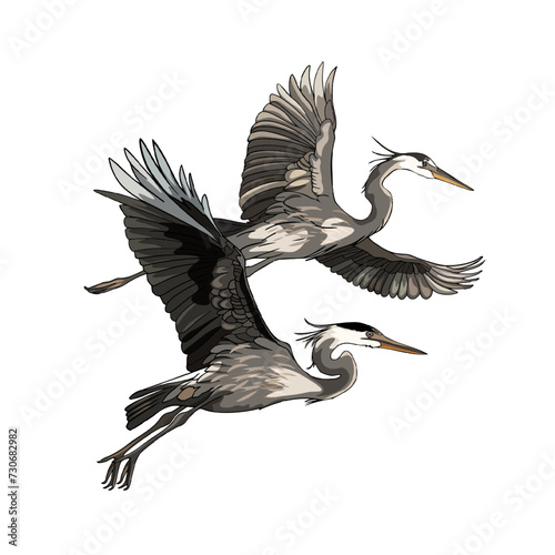 Set of heron birds in different poses for nature design. Flying and standing herons. Gray heron (Ardea cinerea), realistic drawing, illustration isolated image on white background