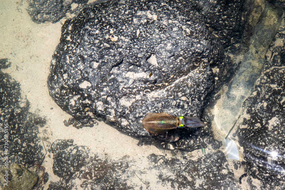 Obraz premium Calmar