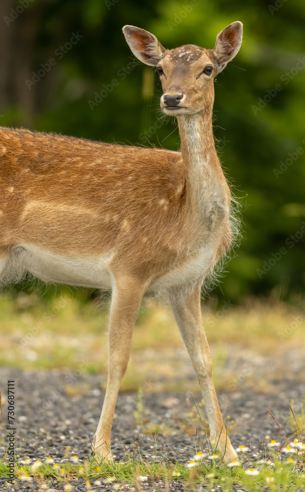 Female European fallow deer (Dama dama) walking Female European fallow deer (Dama dama) walking