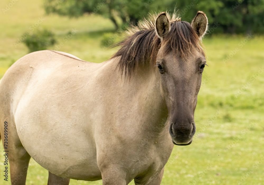 Semi wild horses (Tarpans) reintroduced in Bulgaria Semi wild horses (Tarpans) reintroduced in Bulgaria