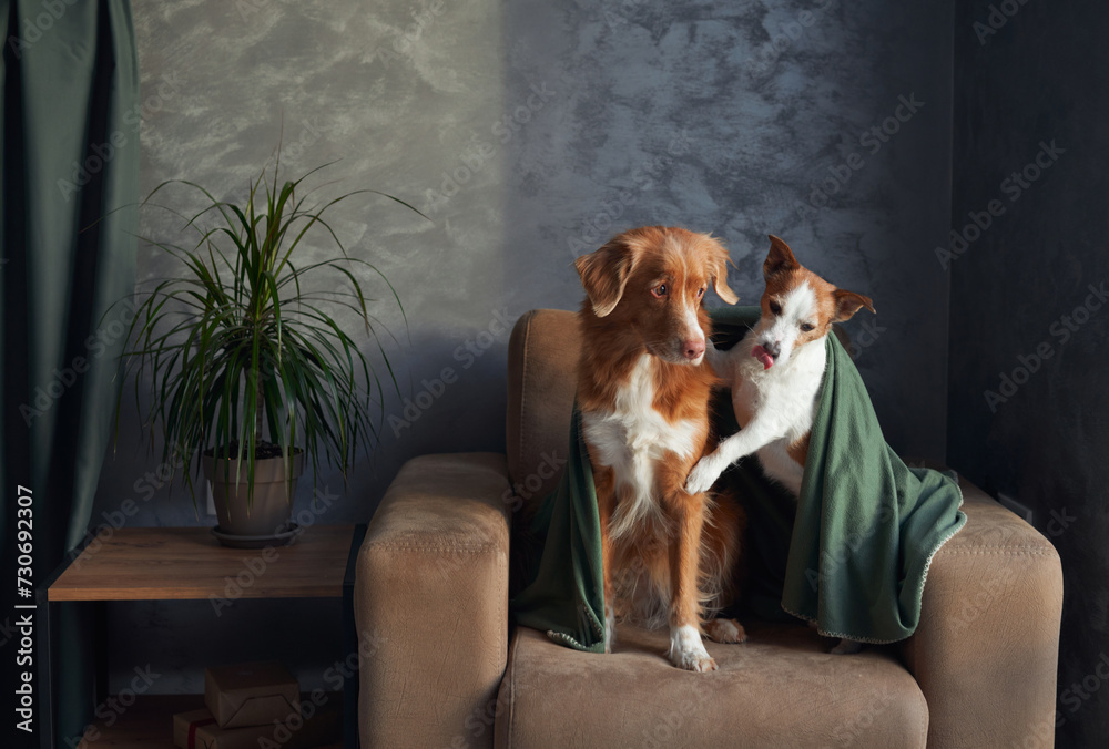 A Nova Scotia Duck Tolling Retriever and a Jack Russell Terrier dogs sit together on an armchair, their poise and companionship harmonizing with the modern decor.